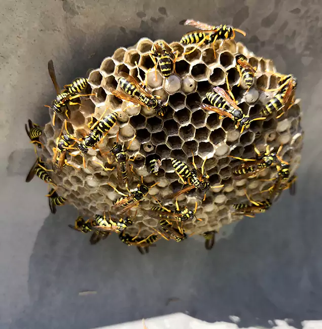 Why Cranford Chooses Cranford Pest Control Pro for Wasp Control Services?