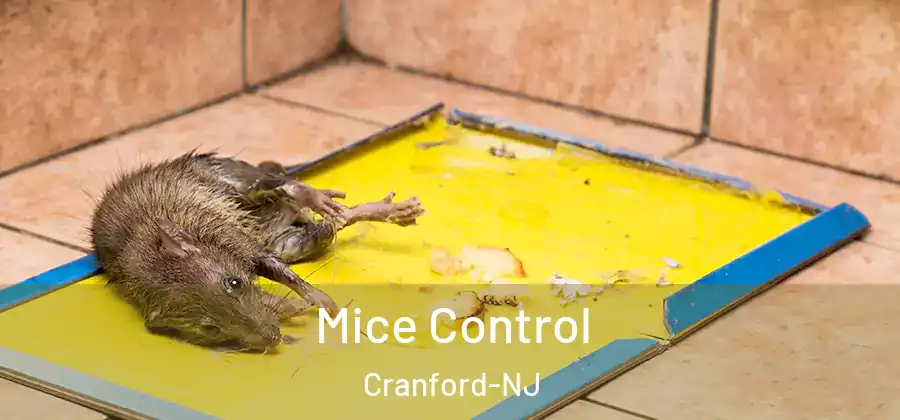 Mice Control Cranford-NJ