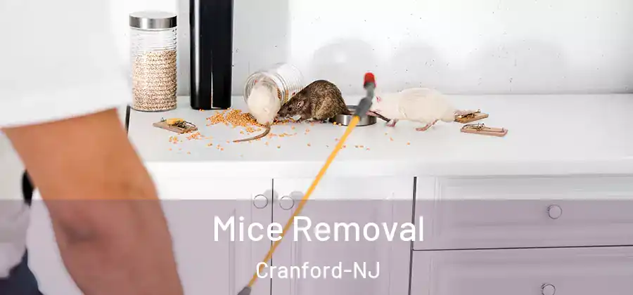 Mice Removal Cranford-NJ
