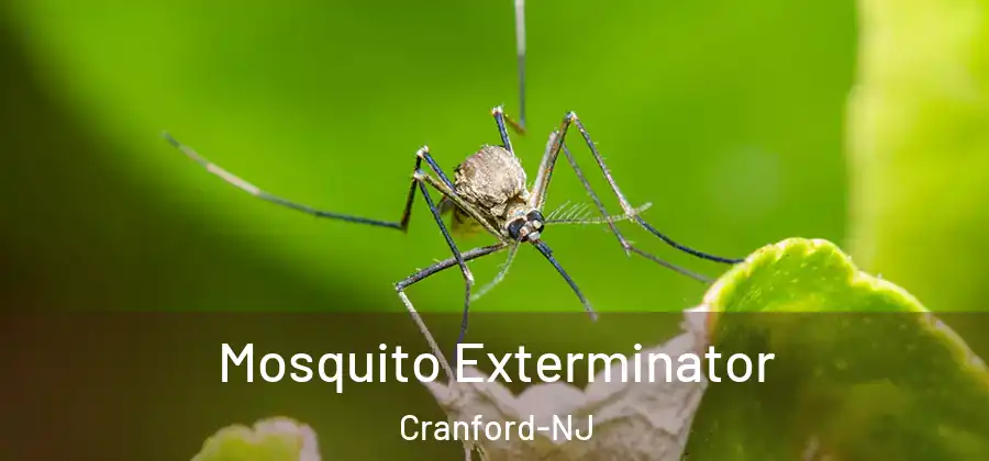 Mosquito Exterminator Cranford-NJ