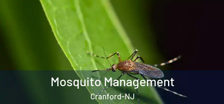 Mosquito Management Cranford-NJ