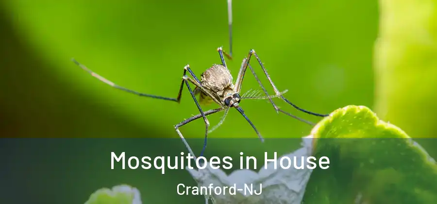 Mosquitoes in House Cranford-NJ