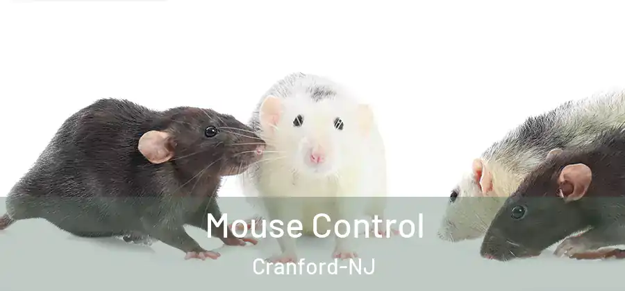  Mouse Control Cranford-NJ