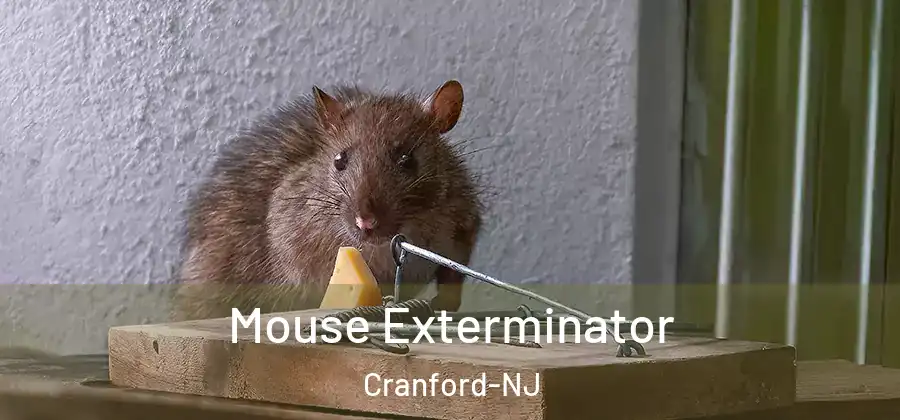 Mouse Exterminator Cranford-NJ
