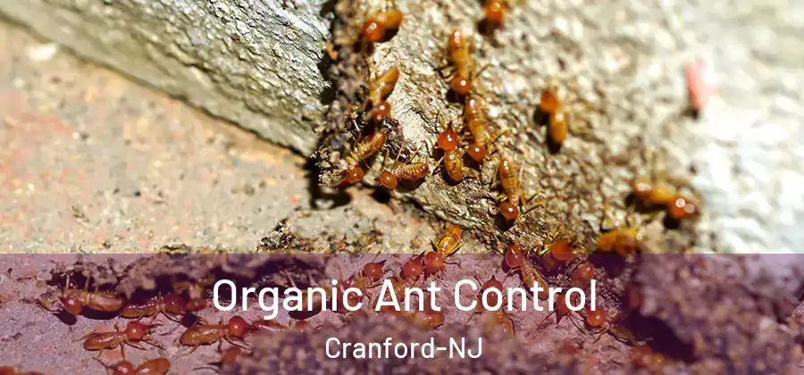Organic Ant Control Cranford-NJ