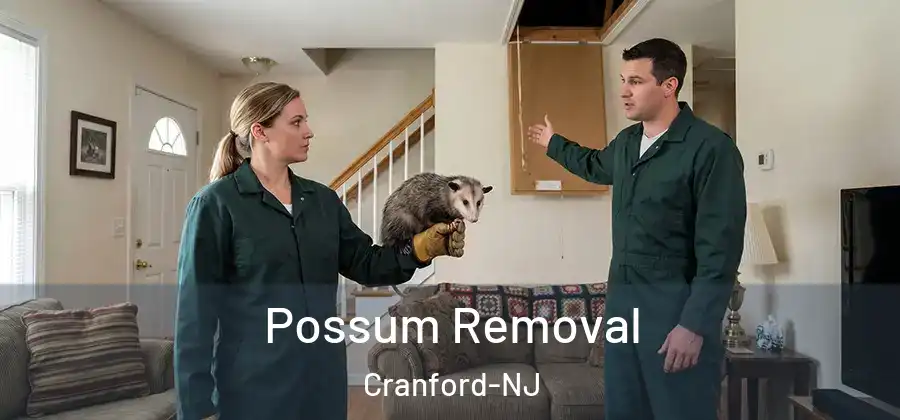 Possum Removal Cranford-NJ