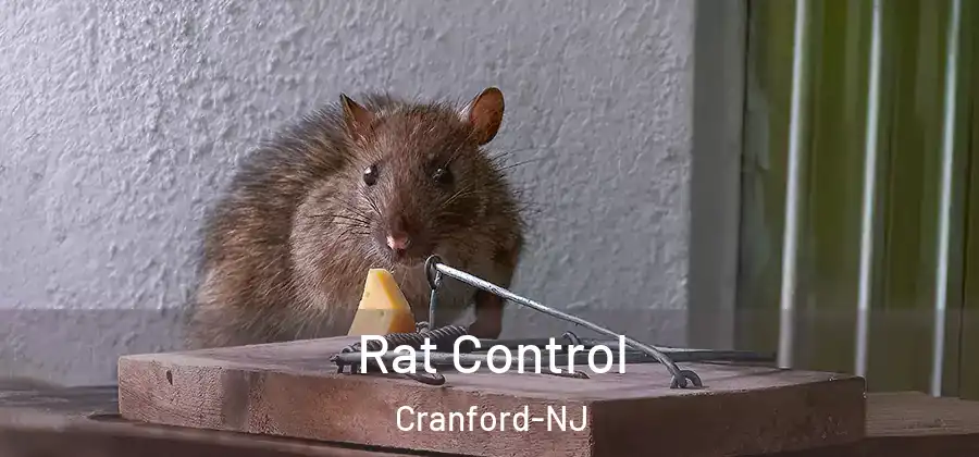  Rat Control Cranford-NJ
