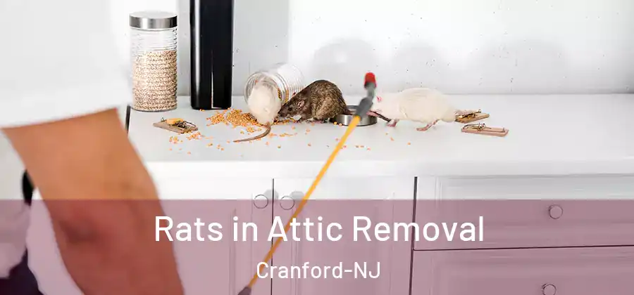  Rats in Attic Removal Cranford-NJ