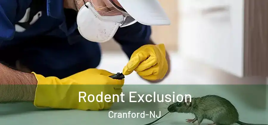 Rodent Exclusion Cranford-NJ