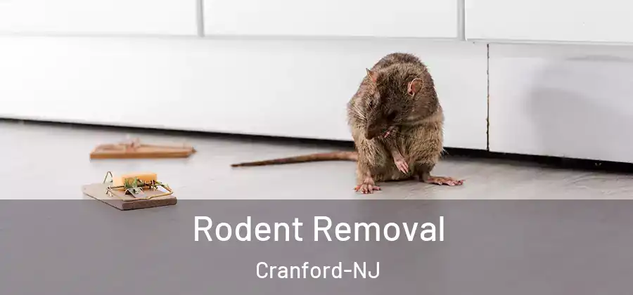 Rodent Removal Cranford-NJ