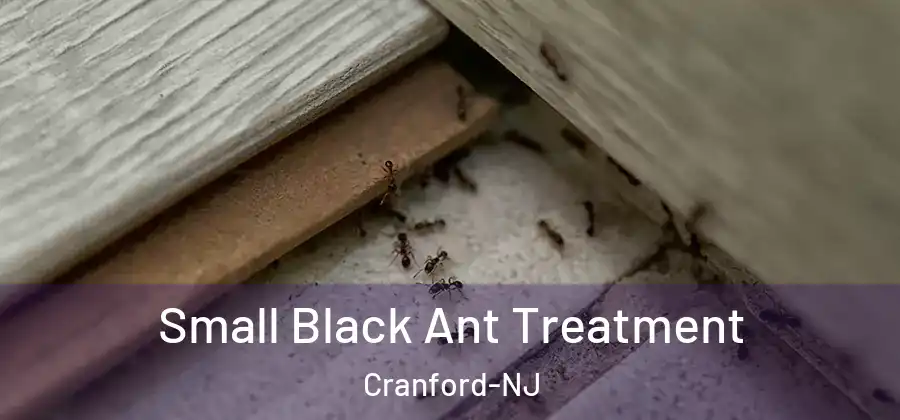 Small Black Ant Treatment Cranford-NJ