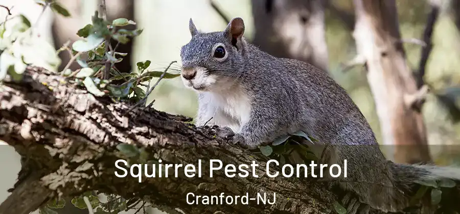 Squirrel Pest Control Cranford-NJ