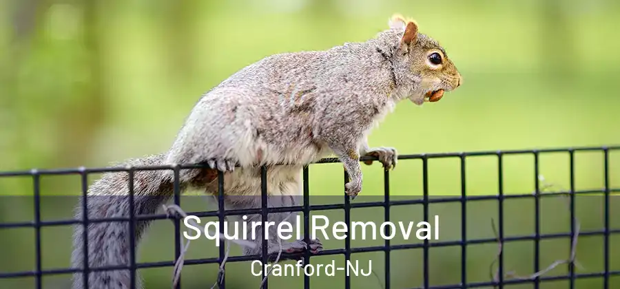 Squirrel Removal Cranford-NJ
