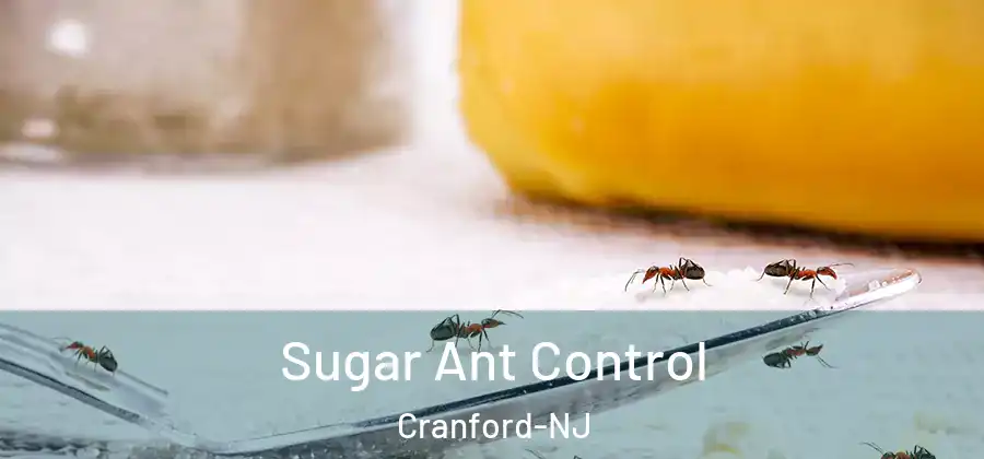  Sugar Ant Control Cranford-NJ