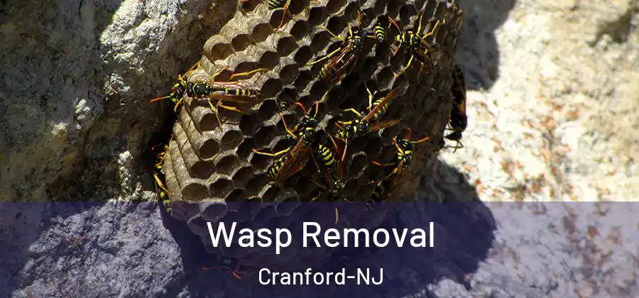 Wasp Removal Cranford-NJ